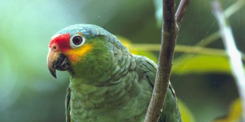 Parrot image